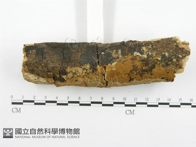 登錄號:F0002410藏品圖，第4張