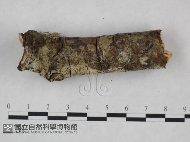 剛毛絲皮菌藏品圖，第4張