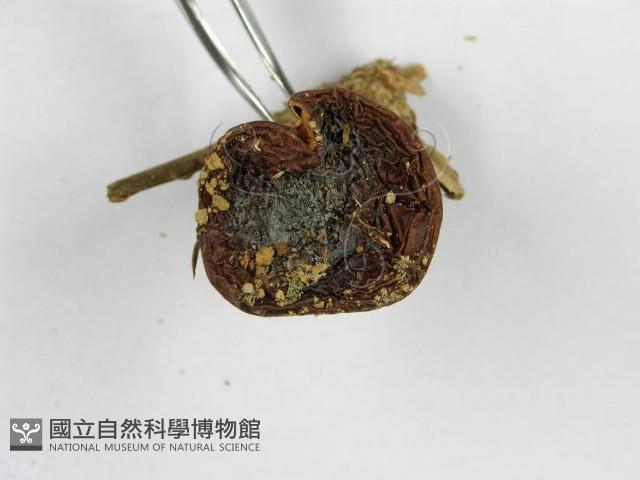 傘菌屬藏品圖，第4張