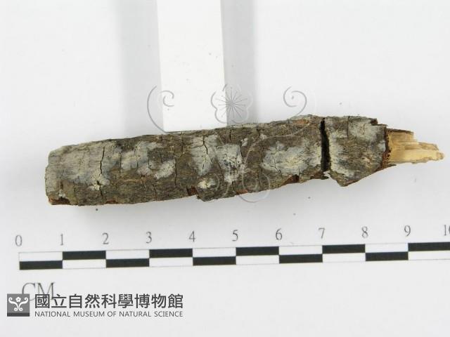 登錄號:F0002710藏品圖，第4張