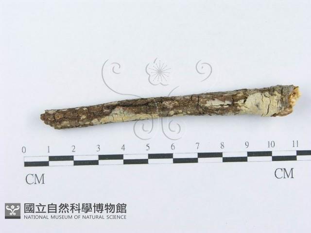 登錄號:F0015710藏品圖，第4張