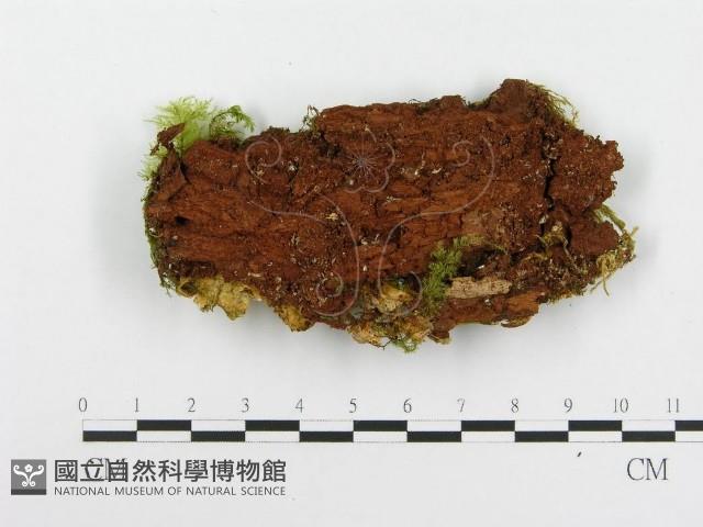 登錄號:F0020510藏品圖，第4張