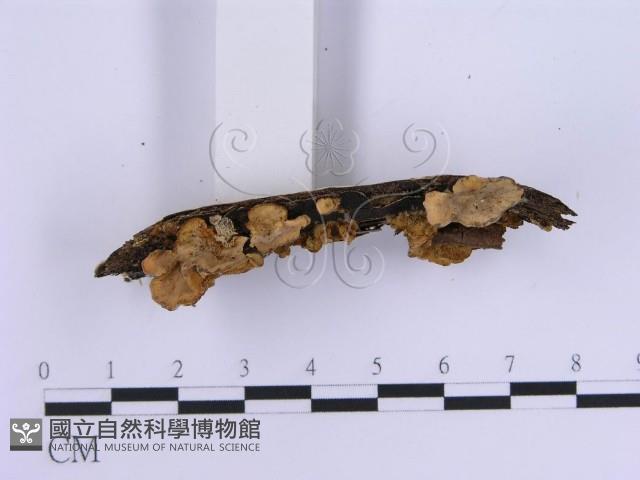 登錄號:F0004510藏品圖，第4張