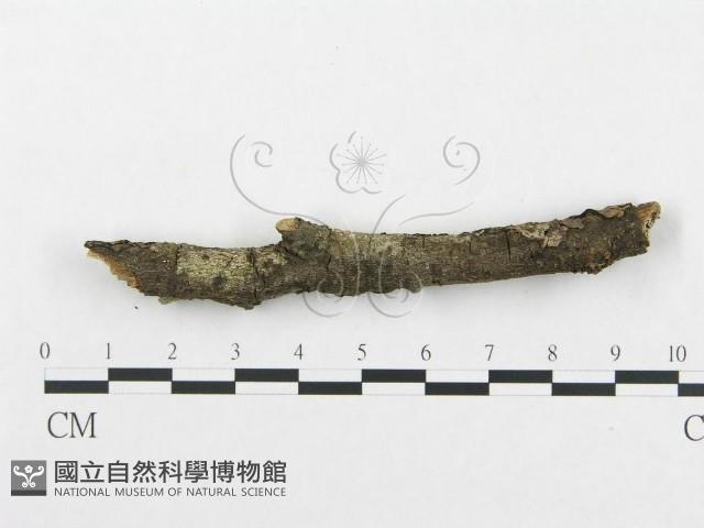 登錄號:F0002510藏品圖，第4張