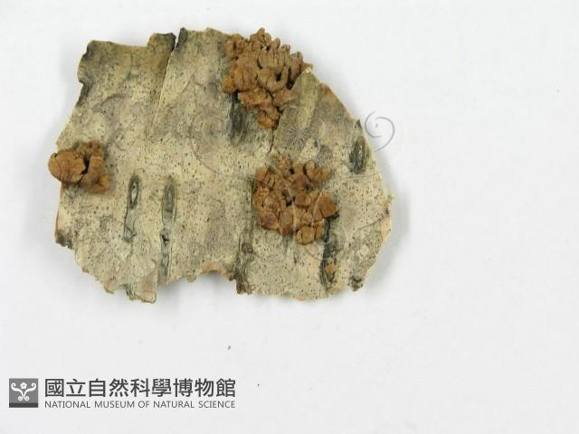 登錄號:F0009510藏品圖，第4張