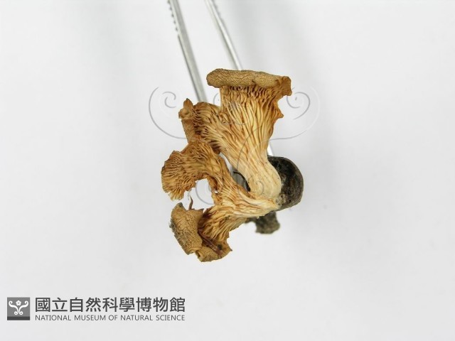側耳屬藏品圖，第4張