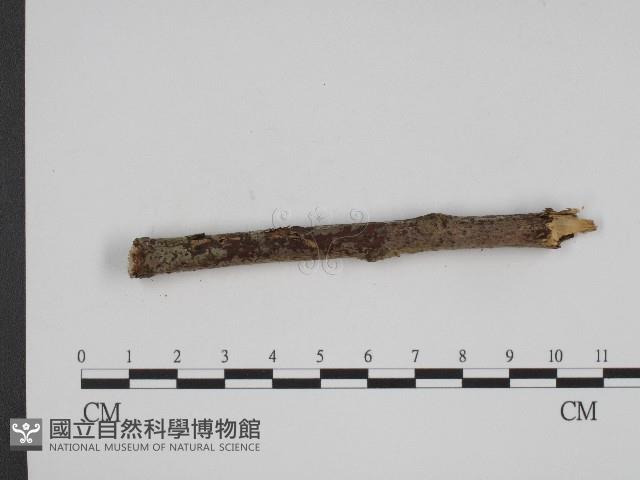 登錄號:F0004110藏品圖，第4張