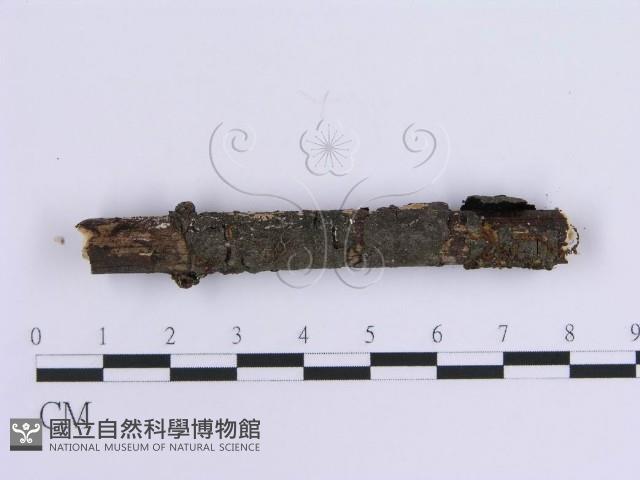 齒耳菌屬藏品圖，第4張
