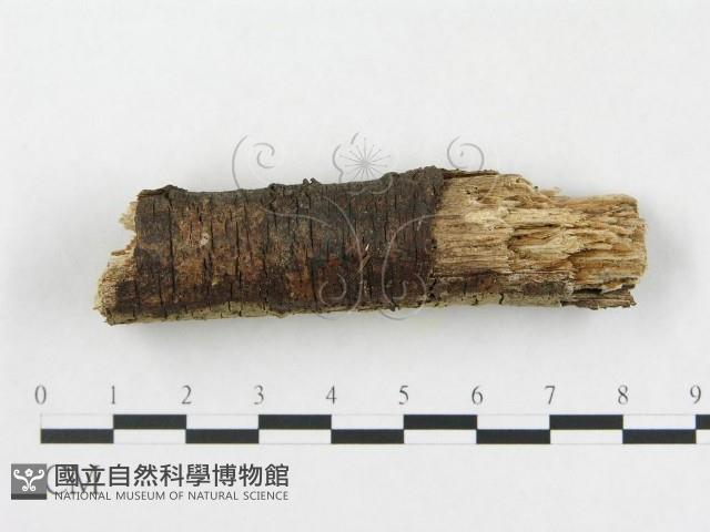 登錄號:F0005110藏品圖，第4張