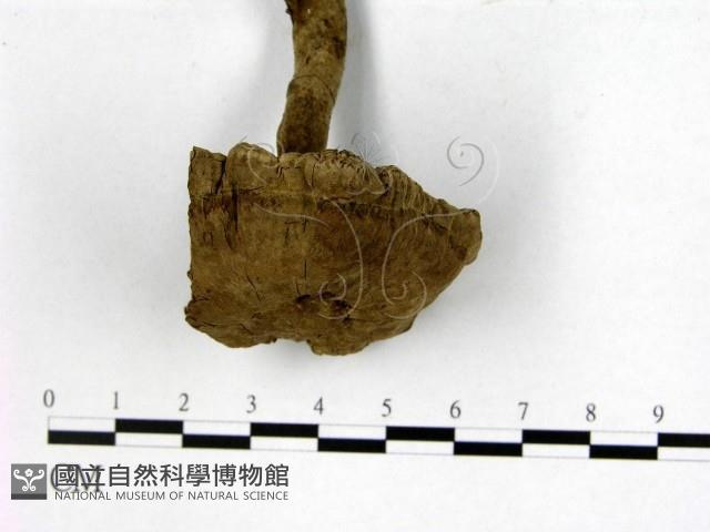 登錄號:F0015110藏品圖，第4張