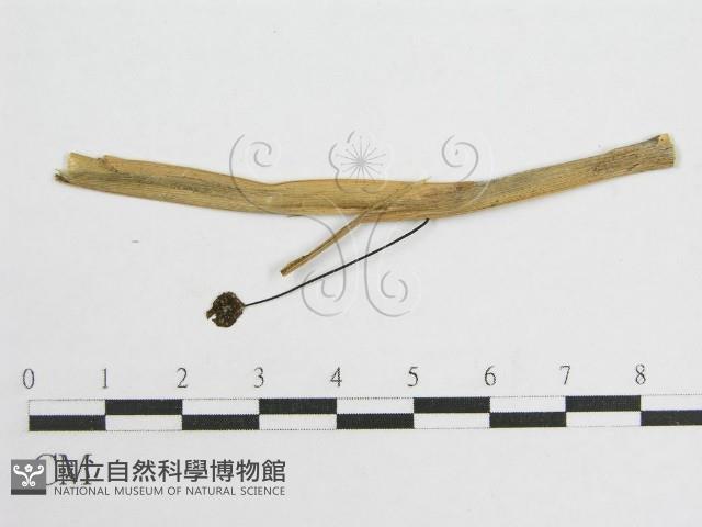 微皮傘屬藏品圖，第4張