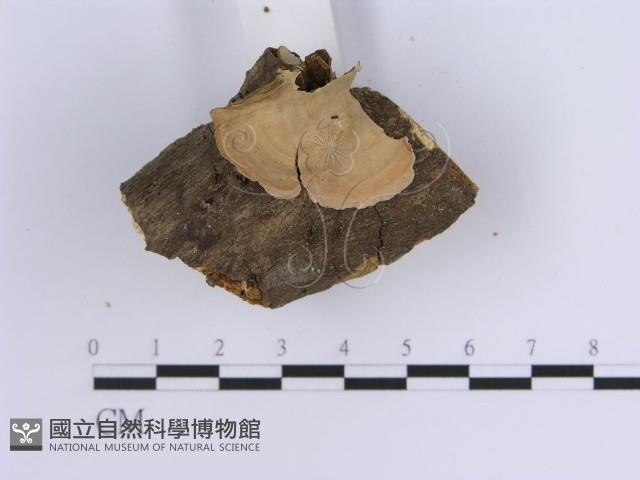 蠔韌革菌藏品圖，第4張