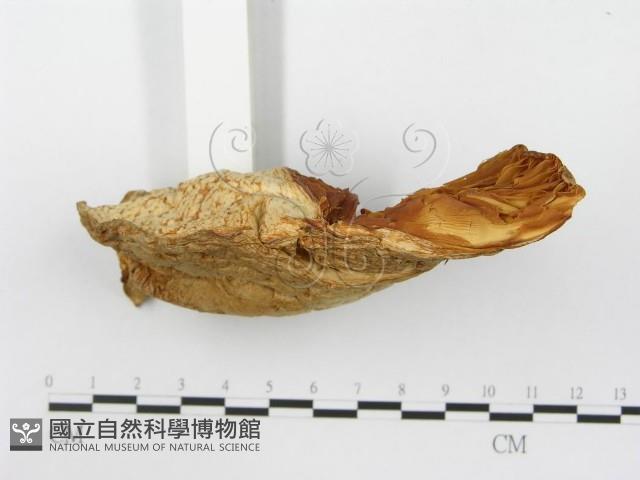 登錄號:F0014010藏品圖，第4張