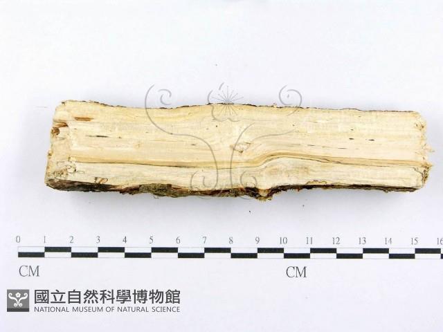 射脈菌屬藏品圖，第4張
