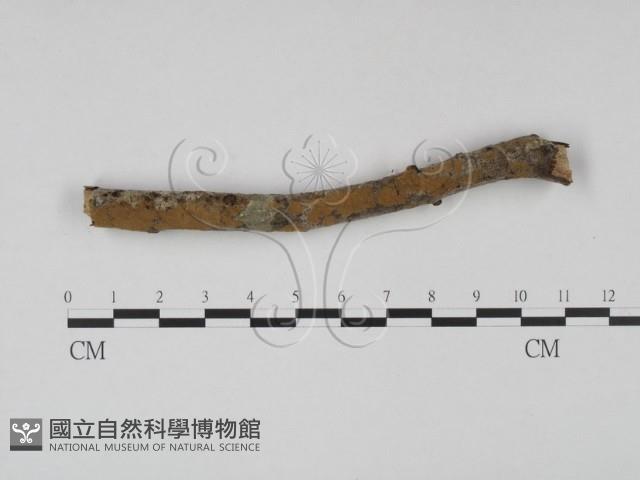 登錄號:F0000310藏品圖，第4張