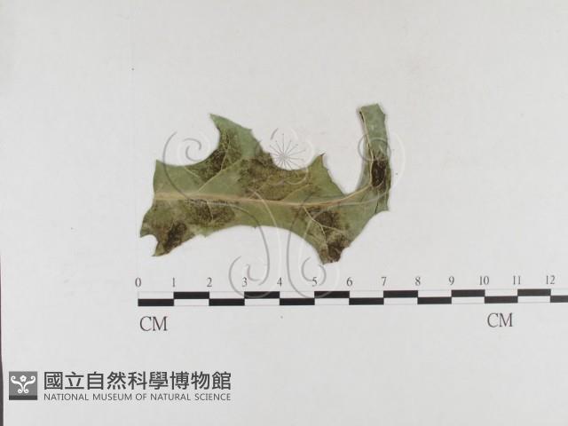 登錄號:F0026310藏品圖，第4張