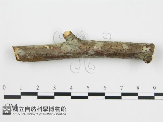 登錄號:F0004310藏品圖，第4張