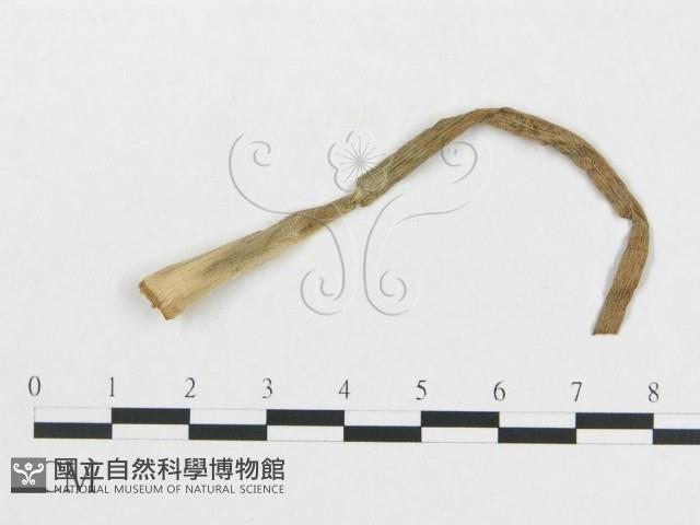 登錄號:F0019310藏品圖，第4張