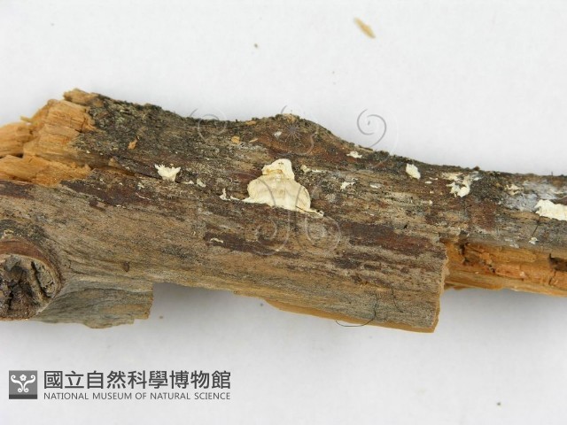 登錄號:F0008250藏品圖，第4張