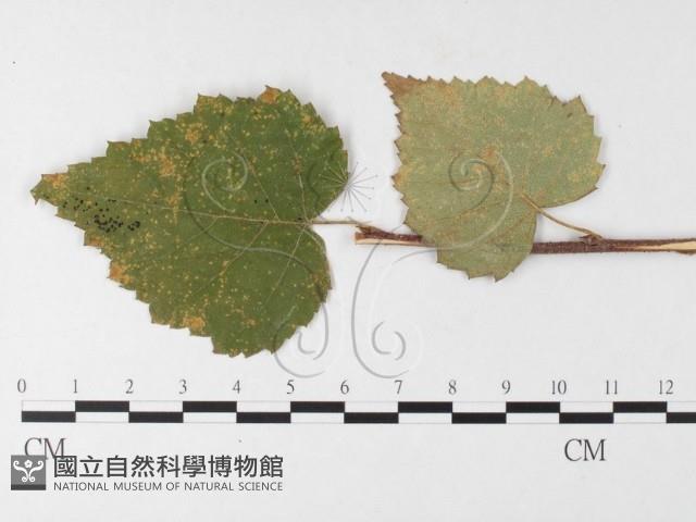 登錄號:F0026250藏品圖，第4張