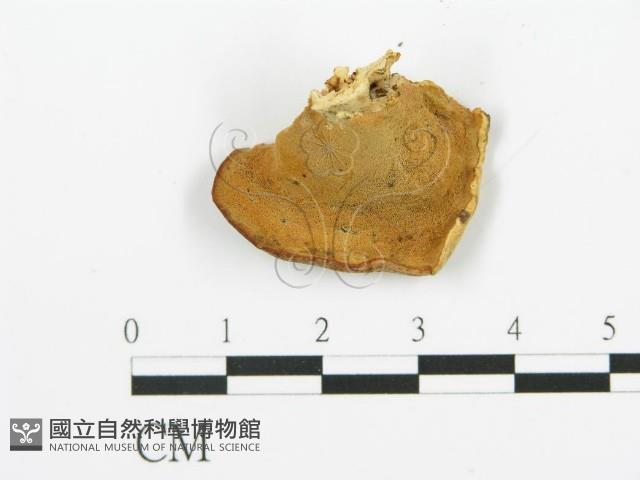 登錄號:F0017250藏品圖，第4張
