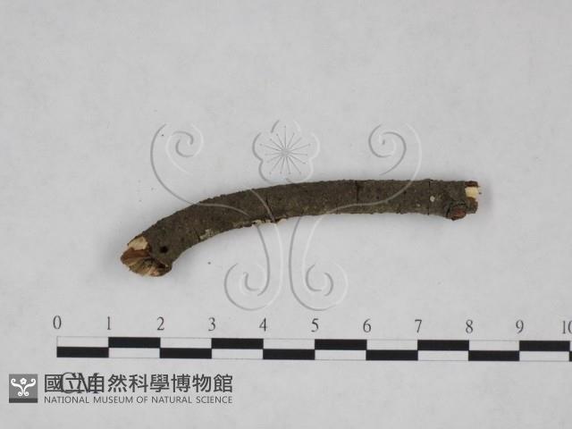 刺革菌屬藏品圖，第4張