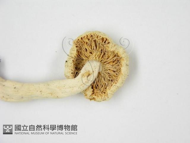 登錄號:F0013250藏品圖，第4張