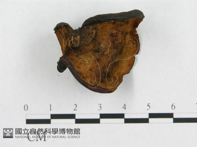 登錄號:F0018850藏品圖，第4張