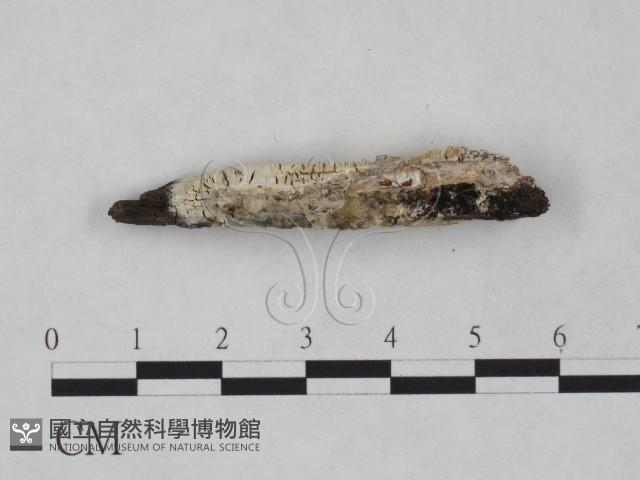 登錄號:F0023850藏品圖，第4張