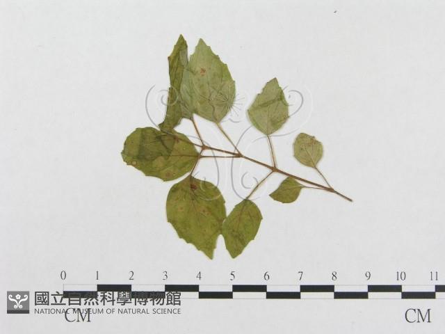 登錄號:F0018950藏品圖，第4張