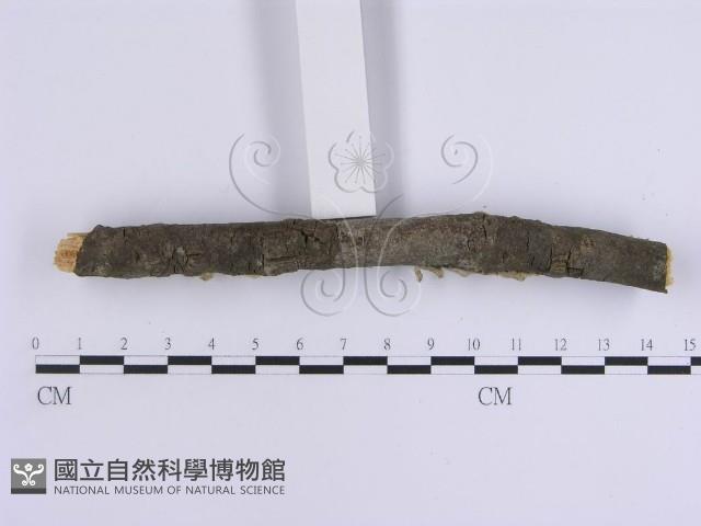 韌革菌屬藏品圖，第4張