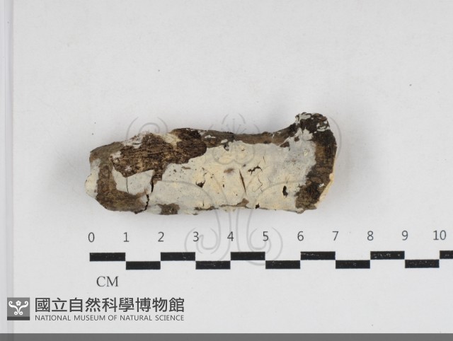 齒耳菌屬藏品圖，第4張