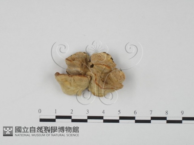 登錄號:F0006650藏品圖，第4張