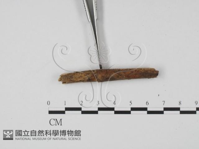 登錄號:F0019650藏品圖，第4張