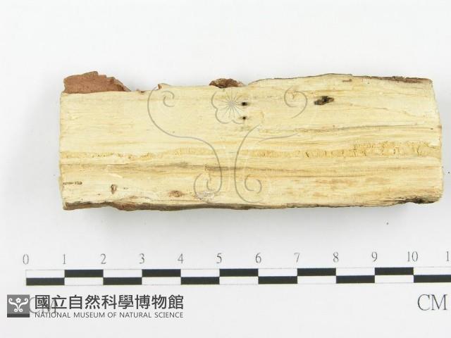 顯絲菌屬藏品圖，第4張