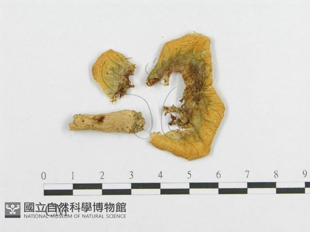 登錄號:F0014450藏品圖，第4張