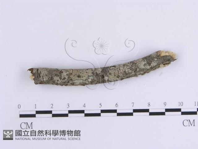 韌革菌屬藏品圖，第4張