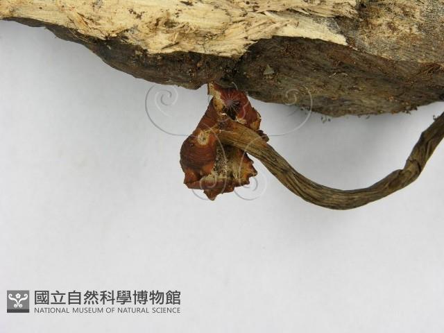 多孔菌屬藏品圖，第4張