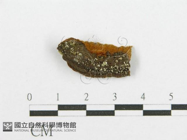 登錄號:F0017550藏品圖，第4張