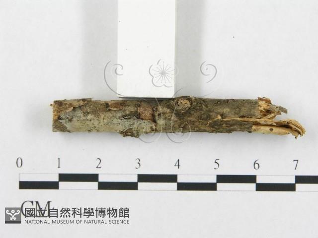 登錄號:F0013550藏品圖，第4張