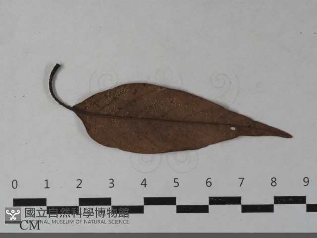 登錄號:F0033550藏品圖，第4張