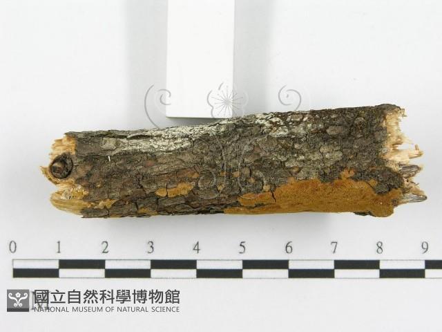 登錄號:F0014150藏品圖，第4張