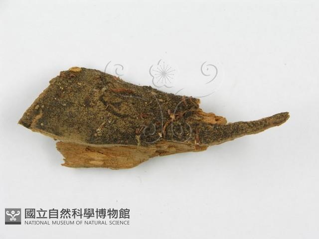 館號:F0001050藏品圖，第4張