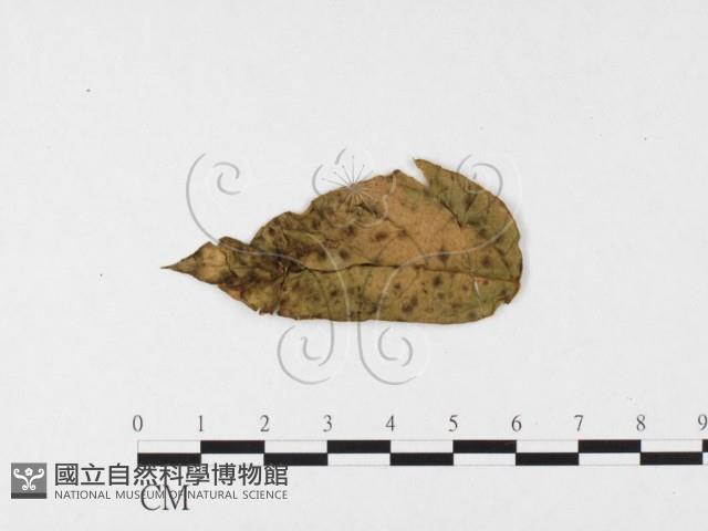 登錄號:F0026350藏品圖，第4張