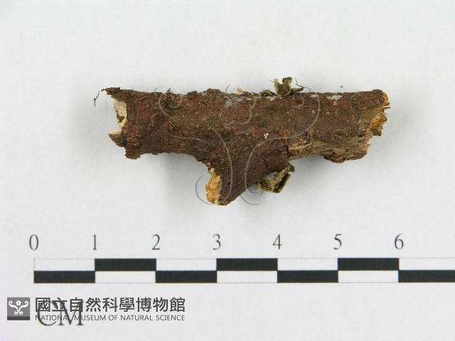 登錄號:F0002350藏品圖，第4張