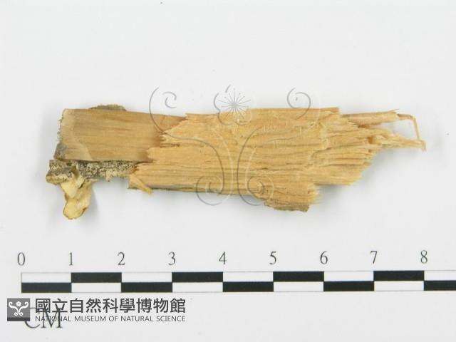 登錄號:F0017350藏品圖，第4張