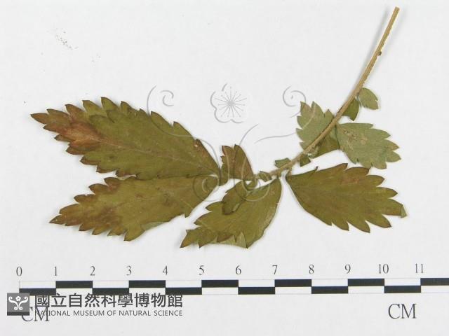 登錄號:F0019350藏品圖，第4張