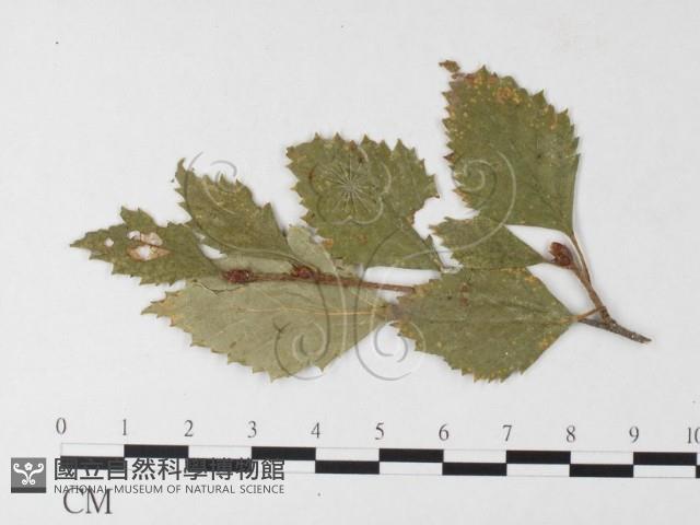 登錄號:F0026240藏品圖，第4張