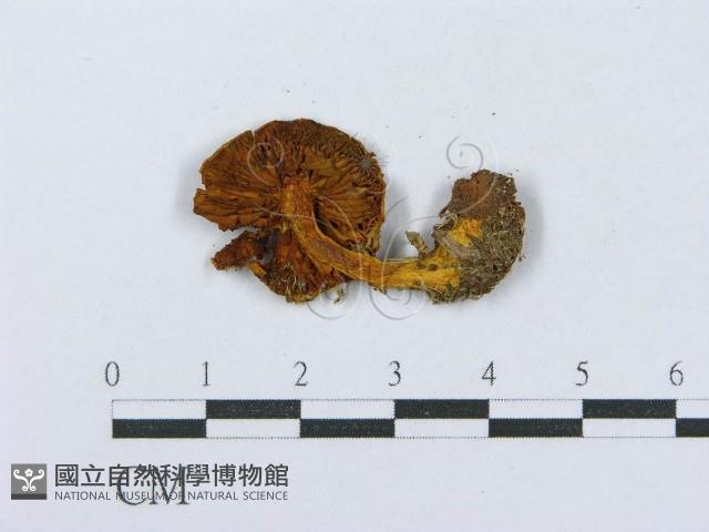 登錄號:F0001240藏品圖，第4張