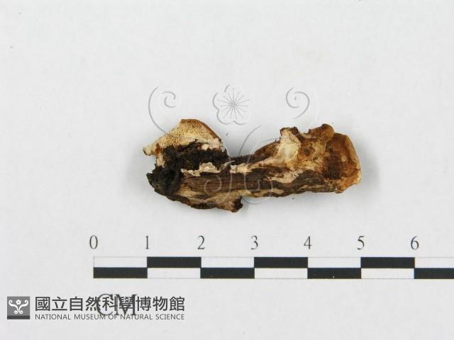 登錄號:F0007240藏品圖，第4張